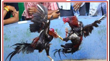 Regulasi Jelas Melarang, Tapi Perjudian di Gesing Kembali Beroperasi Terbuka